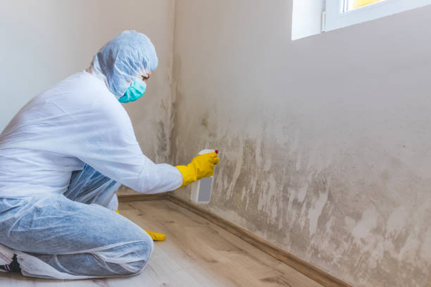 Mold inspector in Chelsea performing thermal imaging