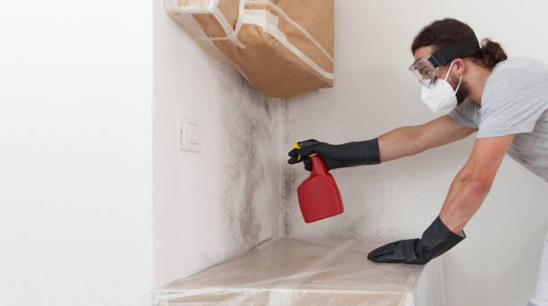 Basement Mold Remediation treatment on basement walls in Chelsea