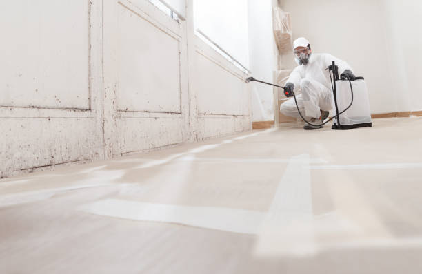 Black mold remediation team in Chelsea
