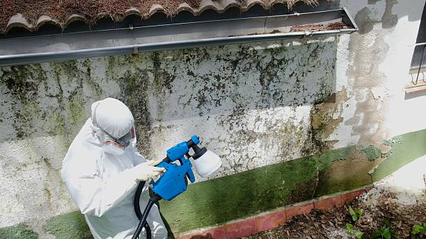 Mold Removal service in Chelsea
